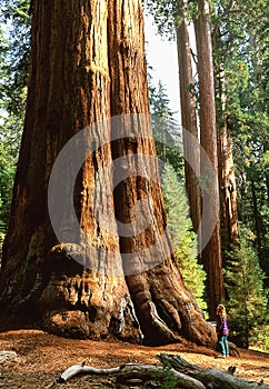 Giant Sequoia tree named General Sherman Tree, MR on file