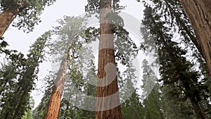 Giant Sequoia Tree in Sequoia National Park,