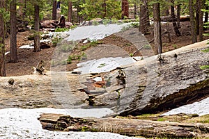 Giant Sequoia Tree in Sequoia National Park, California