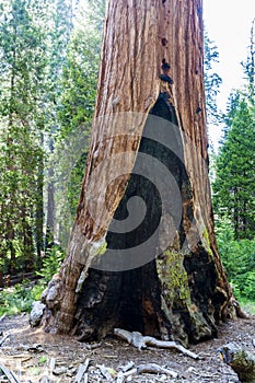 Giant sequoia tree, Sequoiadendron giganteum, with fire scar