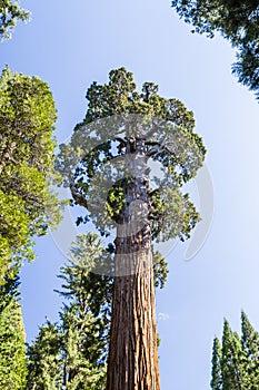 Giant sequoia tree Sequoiadendron giganteum in Sequoia National photo