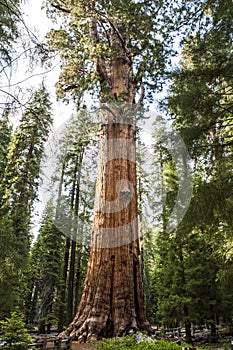 Giant sequoia tree Sequoiadendron giganteum in Sequoia National photo