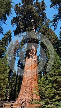 Giant sequoia  tree