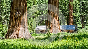Giant Sequoia trees