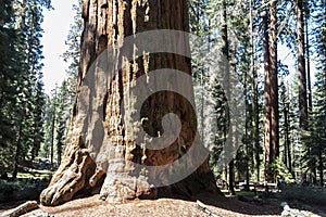 Giant Sequoia trees in the giant forest of Sequoia National Park California.