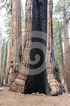 Giant Sequoia trees in the giant forest of Sequoia National Park California.