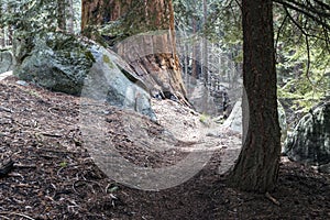 Giant Sequoia trees in the giant forest of Sequoia National Park California.