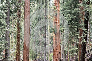 Giant Sequoia trees in the giant forest of Sequoia National Park California.