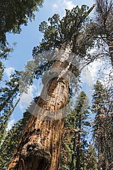 Giant Sequoia trees in the giant forest of Sequoia National Park California.