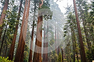 Giant Sequoia trees in Mariposa Grove, Yosemite National Park