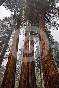 Giant Sequoia trees in Mariposa Grove, Yosemite National Park