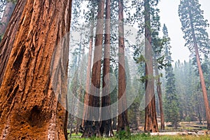 Giant Sequoia trees in Mariposa Grove, Yosemite National Park