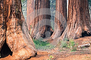 Giant Sequoia trees in Mariposa Grove, Yosemite National Park
