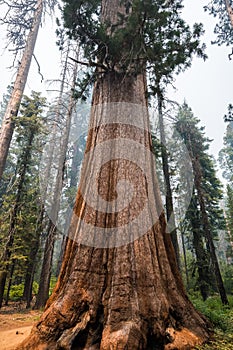 Giant Sequoia trees in Mariposa Grove, Yosemite National Park photo