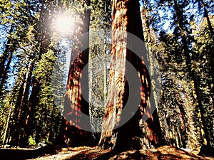 Giant Sequoia Trees in Pacific Northwest