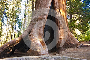 Giant Sequoia trees in Sequoia National Park.