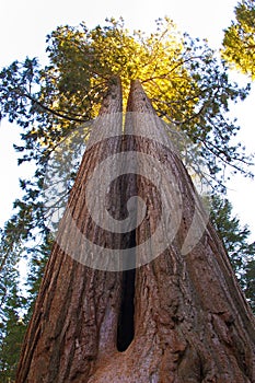 Giant Sequoia trees in Sequoia National Park.