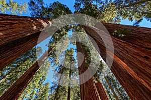 Giant sequoia trees in Sequoia National Park
