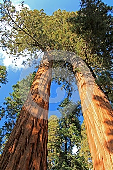 Giant sequoia trees in Sequoia National Park, California