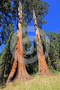 Giant sequoia trees in Sequoia National Park, California