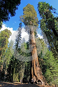 Giant sequoia trees in Sequoia National Park, California