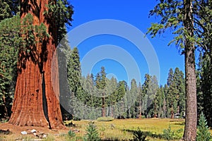 Giant sequoia trees in Sequoia National Park, California