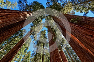 Giant sequoia trees in Sequoia National Park photo