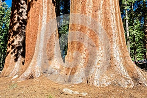 Giant sequoia trees in Sequoia National Park