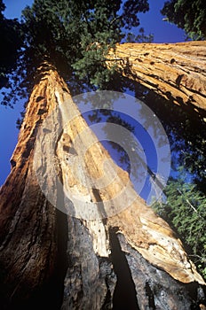 Giant Sequoia Trees, Sequoia National Park, California