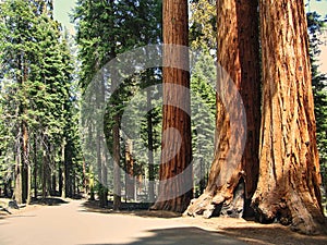 Giant sequoia trees in Sequoia National Park - California