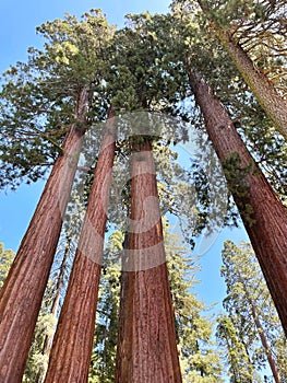 Giant Sequoia trees in Sequoia National Park. California, USA.