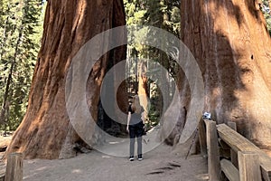 Giant Sequoia trees in Sequoia National Park, California, USA