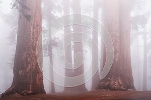 Giant sequoia trees in Sequoia National Park, USA