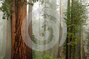 Giant sequoia trees in Sequoia National Park, USA