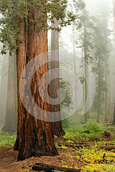 Giant sequoia trees in Sequoia National Park, USA