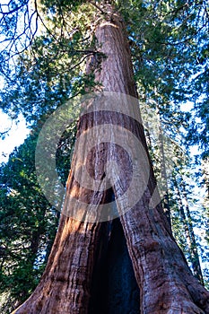 Giant Sequoia trees (Sequoiadendron giganteum) in Sequoia National Park, California, USA photo