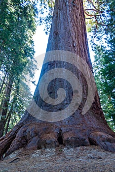 Giant Sequoia trees (Sequoiadendron giganteum) in Sequoia National Park, California, USA photo