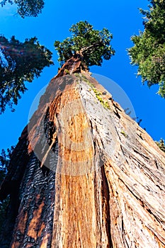 Giant Sequoia trees (Sequoiadendron giganteum) in Sequoia National Park, California, USA photo