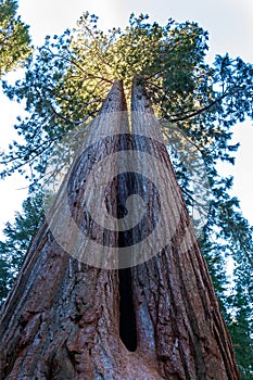 Giant Sequoia trees (Sequoiadendron giganteum) in Sequoia National Park, California, USA