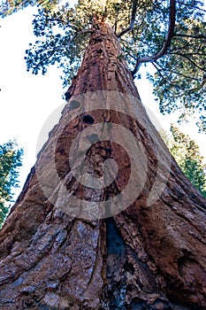 Giant Sequoia trees (Sequoiadendron giganteum) in Sequoia National Park, California, USA photo