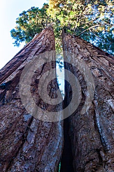 Giant Sequoia trees (Sequoiadendron giganteum) in Sequoia National Park, California, USA photo