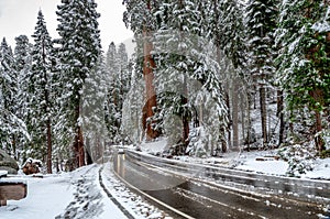 Giant Sequoia Trees Sequoiadendron giganteum. Road in Sequoia National Park during the winter, USA