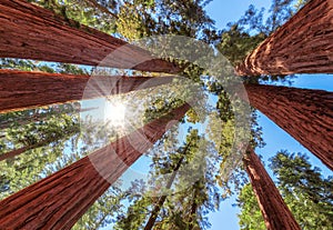 Giant sequoia trees at sunset in Sequoia National Park, California