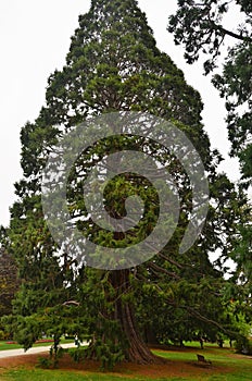 Giant Sequoia Wellingtonia Sequoiadendron giganteum photo