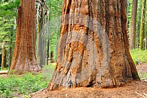 Giant Sequoias