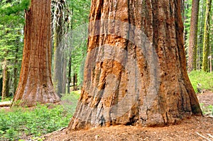 Giant Sequoias photo