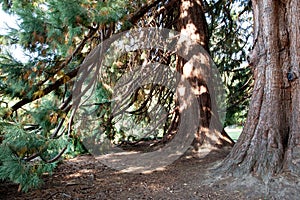 Giant Sequoias.