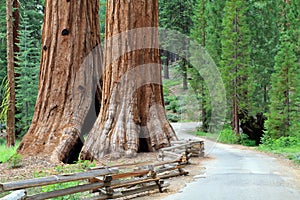Giant Sequoias photo