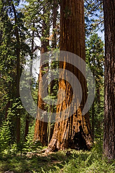 Giant Sequoias photo