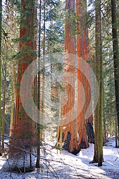 Giant Sequoias, Sequoiadendron giganteum, in Spring Snow, Sierra Nevada, Sequoia National Park, California photo